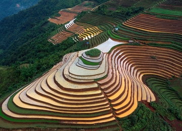 Ruộng bậc thang Mâm Xôi