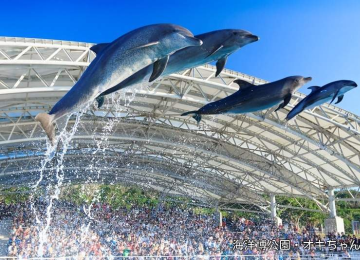 Show biểu diễn Cá Heo đặc sắc có một không hai tại Okinawa