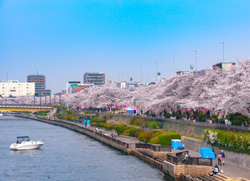 Dạo bộ và chụp hình dọc sông Sumida