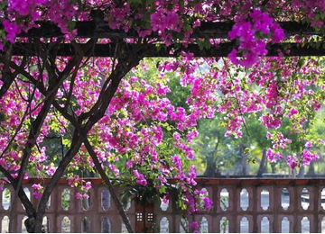 Làng Phong Quy Hòa