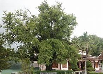 Cây me giếng nước