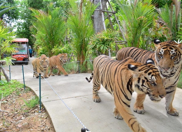 TOUR HÀ NỘI– BANGKOK – PATTAYA – HÀ NỘI 5N4Đ