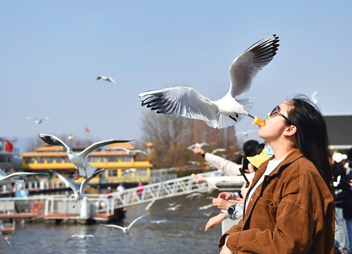 Tour Trung Quốc: HÀ NỘI – CÔN MINH – NÚI TUYẾT KIỆU TỬ– VƯƠNG QUỐC TÍ HON - HỒ ĐIỀN TRÌ (4N4Đ)