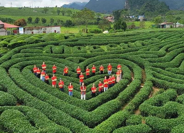 Đồi chè trái tim 