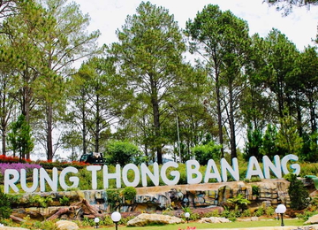 Rừng thông Bản Áng 