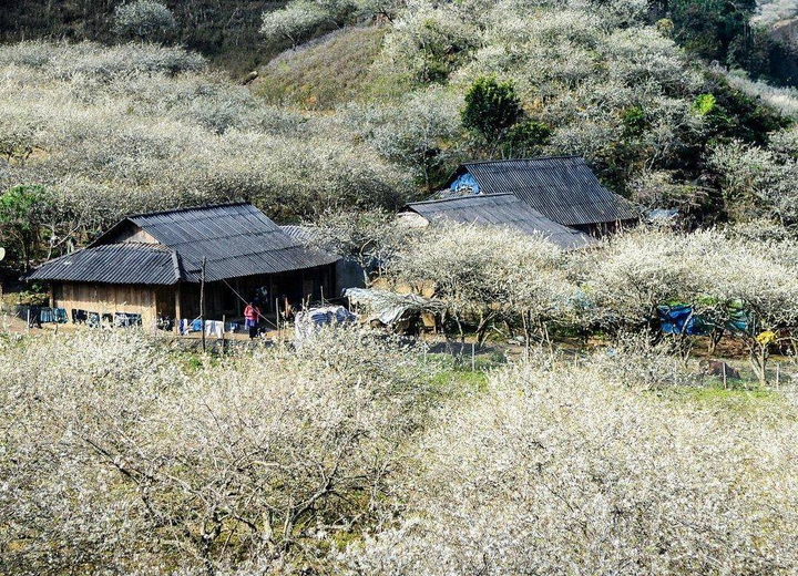 Thung lũng mận Nà Ka 