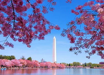 Tour Mỹ hoa anh đào: NEW YORK – PHILADELPHIA - WASHINGTON D.C – LAS VEGAS - LOS ANGELES – SAN DIEGO (10N9Đ)