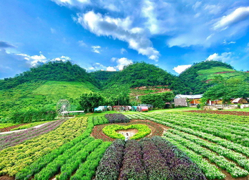 Vườn hoa Happy land 