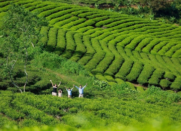 Đồi chè Cầu Đất 