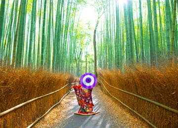 Con đường hoa anh đào Yodosuiro