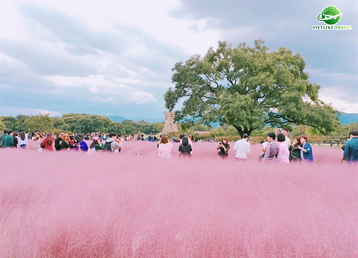 TOUR HÀN QUỐC: HÀ NỘI – BUSAN – GYEONGJU – SEOUL – ĐẢO NAMI – TÀU ĐIỆN – CỎ HỒNG MUHLY (6N5Đ)