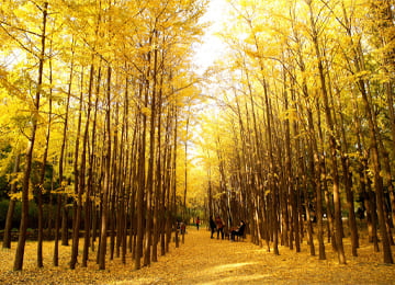 TOUR HÀN QUỐC: HÀ NỘI - SEOUL - NAMI - EVERLAND - RỪNG SEOUL - HÁI TÁO (5N4Đ)