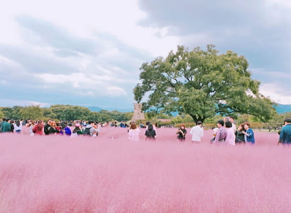 TOUR HÀN QUỐC: HÀ NỘI – BUSAN – GYEONGJU – SEOUL – ĐẢO NAMI – TÀU ĐIỆN – CỎ HỒNG MUHLY (6N5Đ)