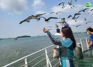 TOUR HÀN QUỐC: HÀ NỘI - BUSAN - SEOUL - ĐẢO NAMI - INCHEON - ĐI PHÀ CHO HẢI ÂU ĂN (6N5Đ)