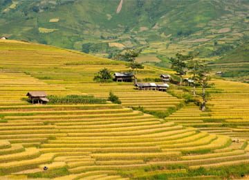 Tour Đông Tây Bắc: MÙ CANG CHẢI - ĐÈO KHAU PHẠ - TÚ LỆ (2N1Đ)