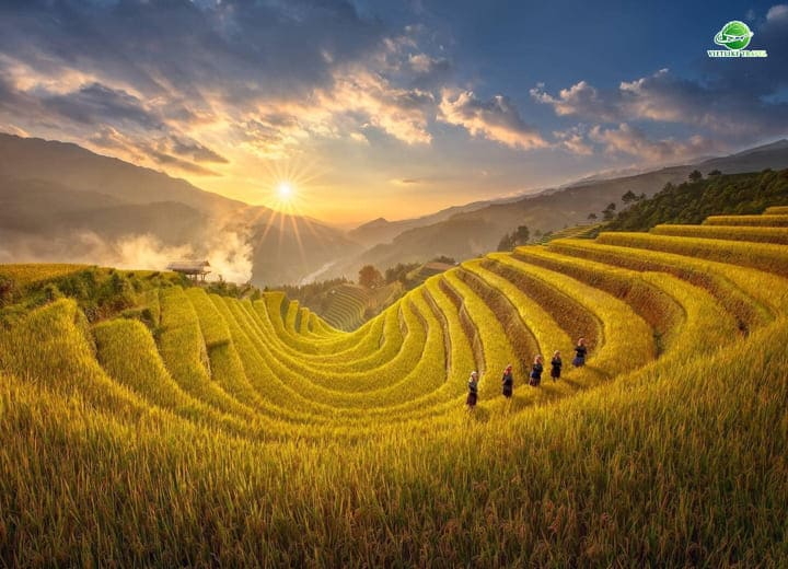 Tour Đông Tây Bắc: MÙ CANG CHẢI - ĐÈO KHAU PHẠ - TÚ LỆ (2N1Đ)