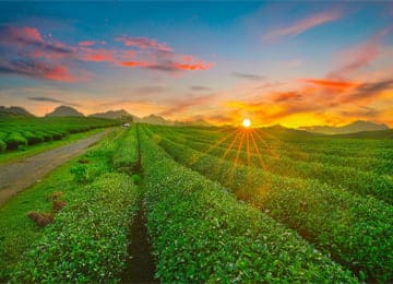 Tour Đông Tây Bắc: Điện Biên - A Pa Chải - Mường Phăng (4N3Đ)