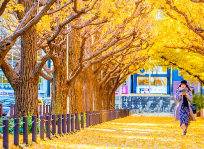 Tour Nhật Bản: Khám phá Tokyo mùa thu (5N4Đ)