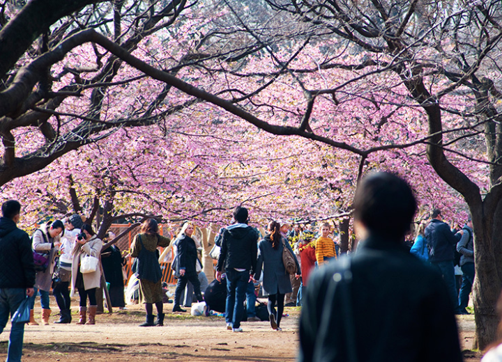 Tour QUYẾN RŨ SẮC HOA KAGOSHIMA Kagoshima - Sakurajima - Senganen 6N5Đ