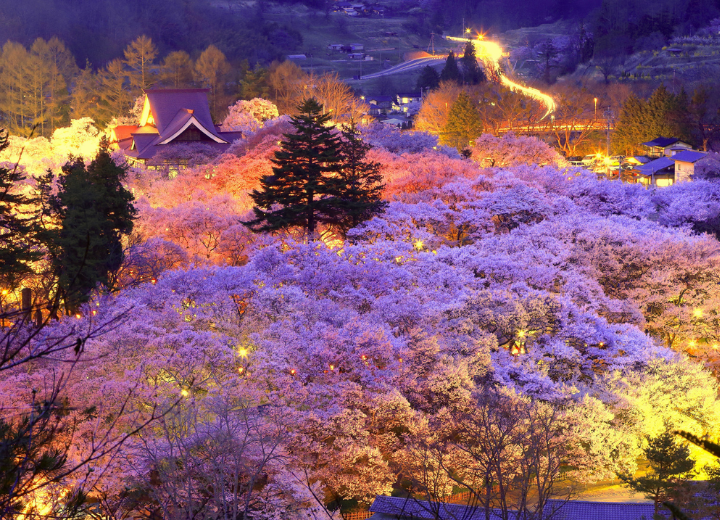 Tour cung đường vàng ngắm hoa đào Nhật Bản Nagoya – Shirakawa-go – Takayama – Fuji – Tokyo 6N5Đ