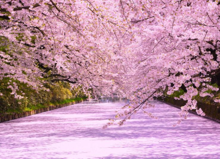 Tour cung đường vàng ngắm hoa đào Nhật Bản Nagoya – Shirakawa-go – Takayama – Fuji – Tokyo 6N5Đ