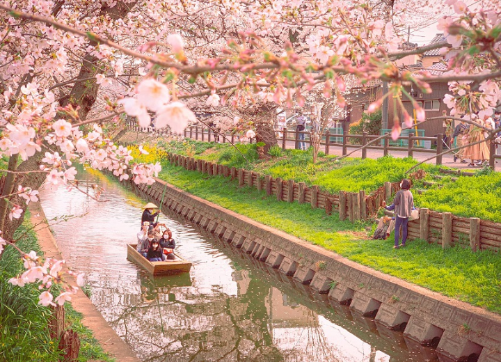 Tour cung đường vàng ngắm hoa đào Nhật Bản Nagoya – Shirakawa-go – Takayama – Fuji – Tokyo 6N5Đ