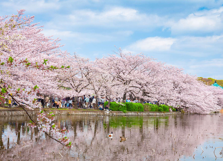 Tour Nhật Bản hè: Tokyo - Phú Sĩ - Kyoto - Osaka (6N5Đ)