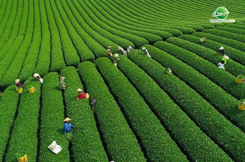 Chiêm ngưỡng đồi chè Thanh Sơn
