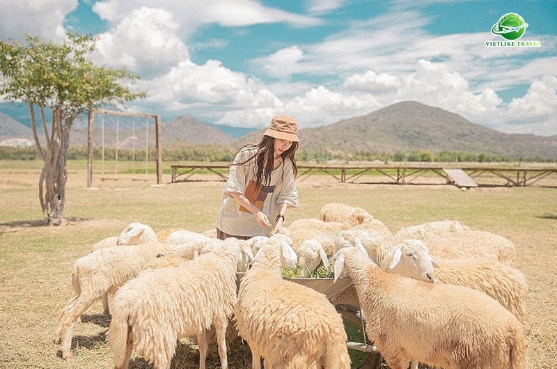 Đồng Cừu Suối Tiên - Điểm du lịch Ninh Thuận thú vị và thu hút du khách