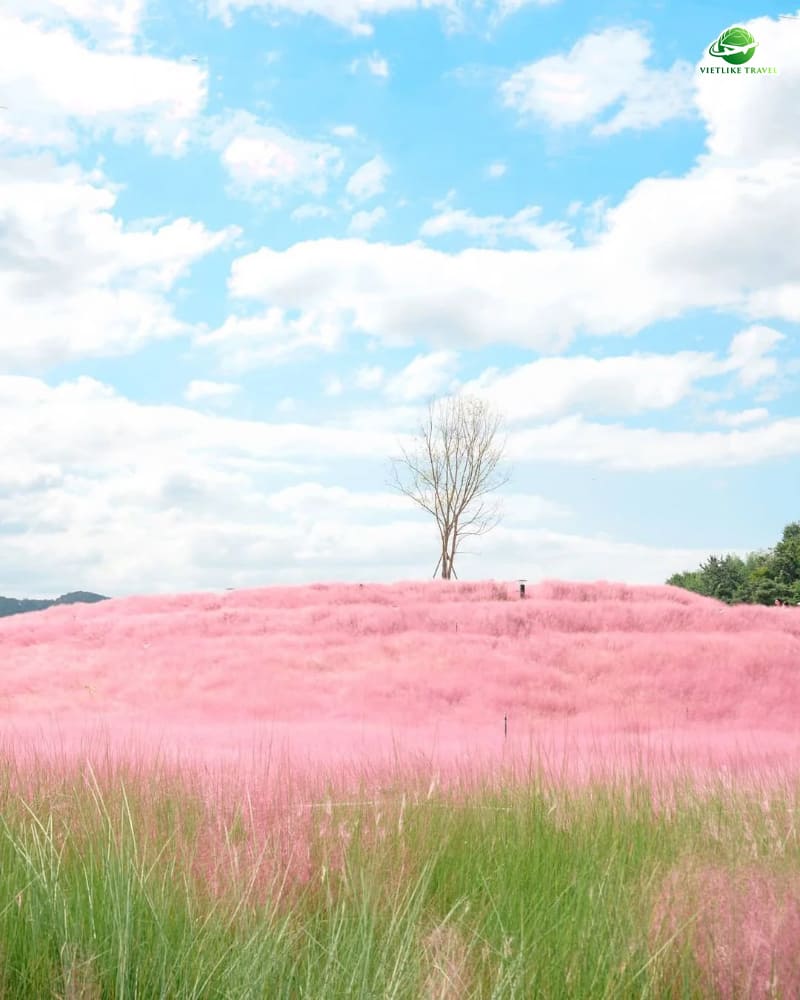 TOUR HÀN QUỐC: HÀ NỘI – BUSAN – GYEONGJU – SEOUL – ĐẢO NAMI – TÀU ĐIỆN – CỎ HỒNG MUHLY (6N5Đ)