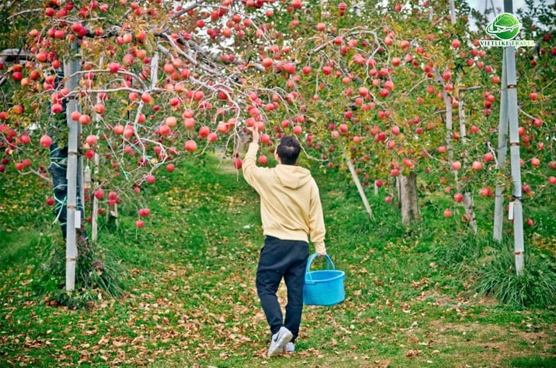 Trải nghiệm hái táo trong chuyến du lịch Hàn Quốc