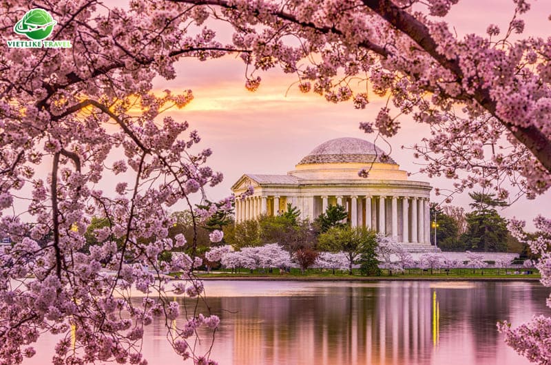 Hoa anh đào nở rộ trên Hồ Tidal Basin