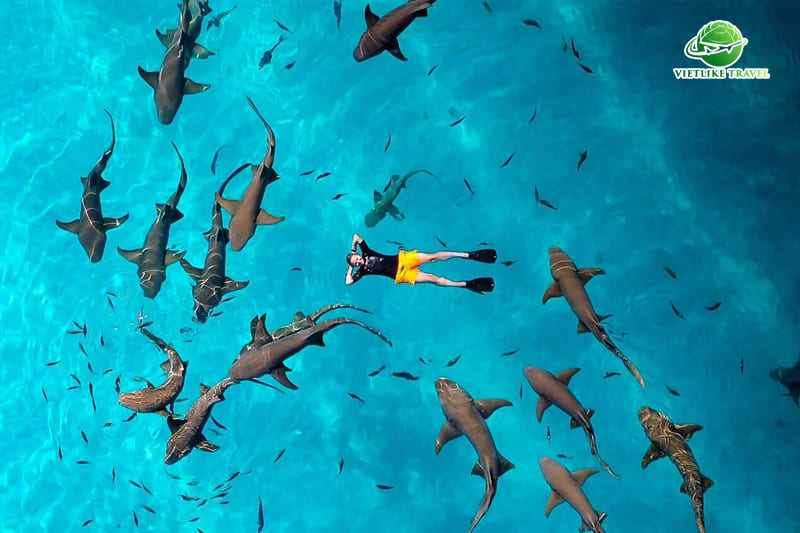 Bơi cùng cá mập trong tour Maldives