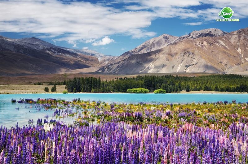 Hồ Tekapo