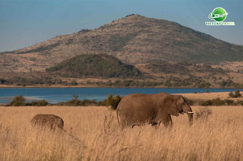 Khu bảo tồn Pilanesberg Game Reserve