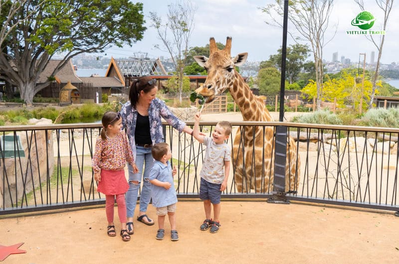 Du lịch Úc không thể bỏ qua Sydney Zoo